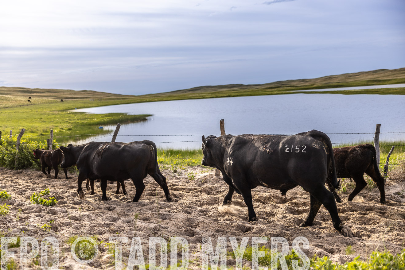 TMyers_PP_VintonRanch_Nebraska_June2024-518966