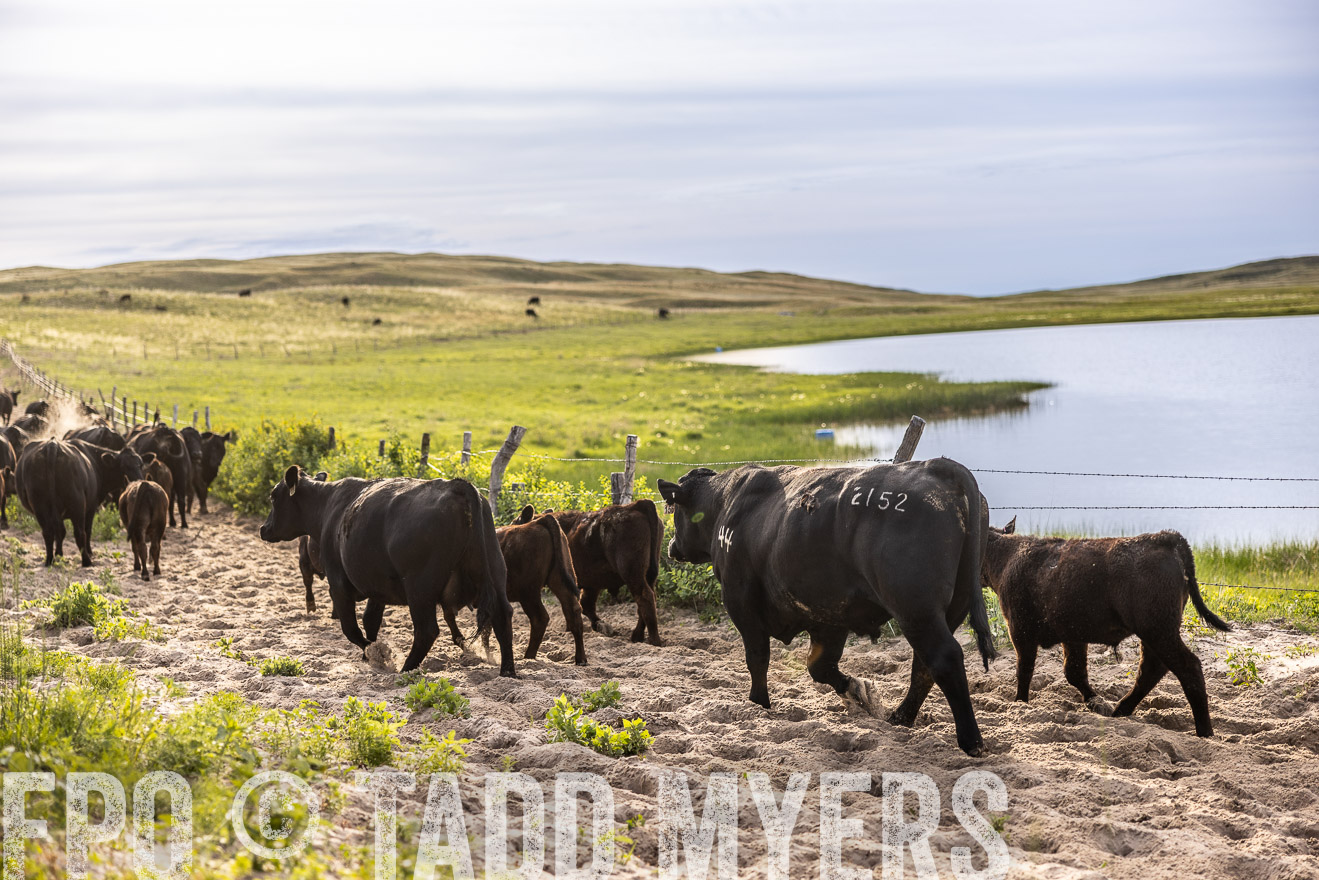 TMyers_PP_VintonRanch_Nebraska_June2024-518980