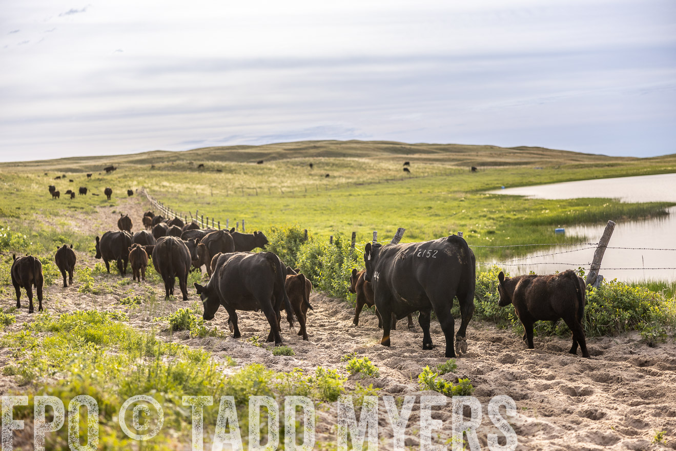 TMyers_PP_VintonRanch_Nebraska_June2024-518990