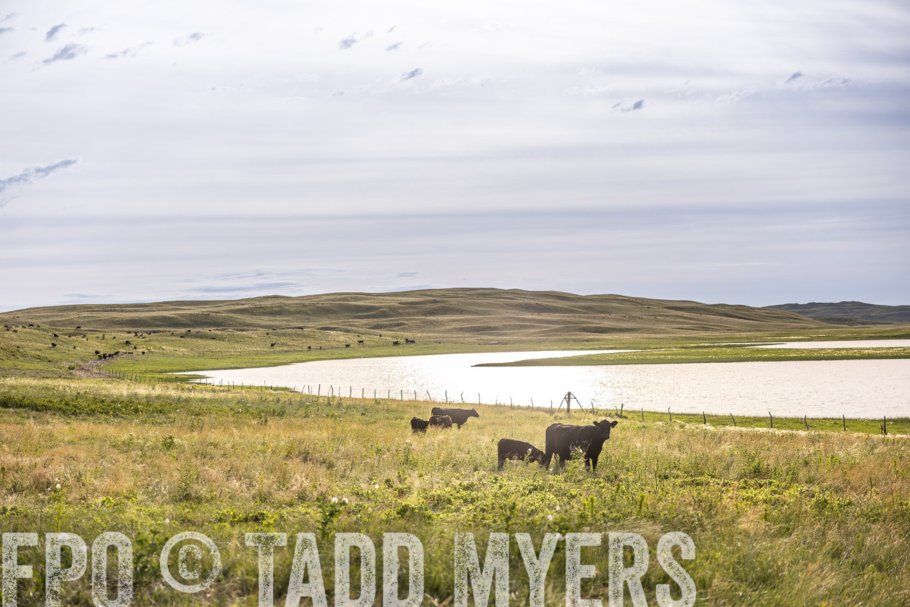 TMyers_PP_VintonRanch_Nebraska_June2024-519109