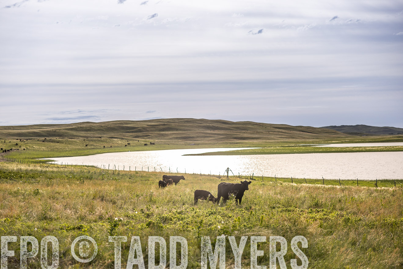 TMyers_PP_VintonRanch_Nebraska_June2024-519114