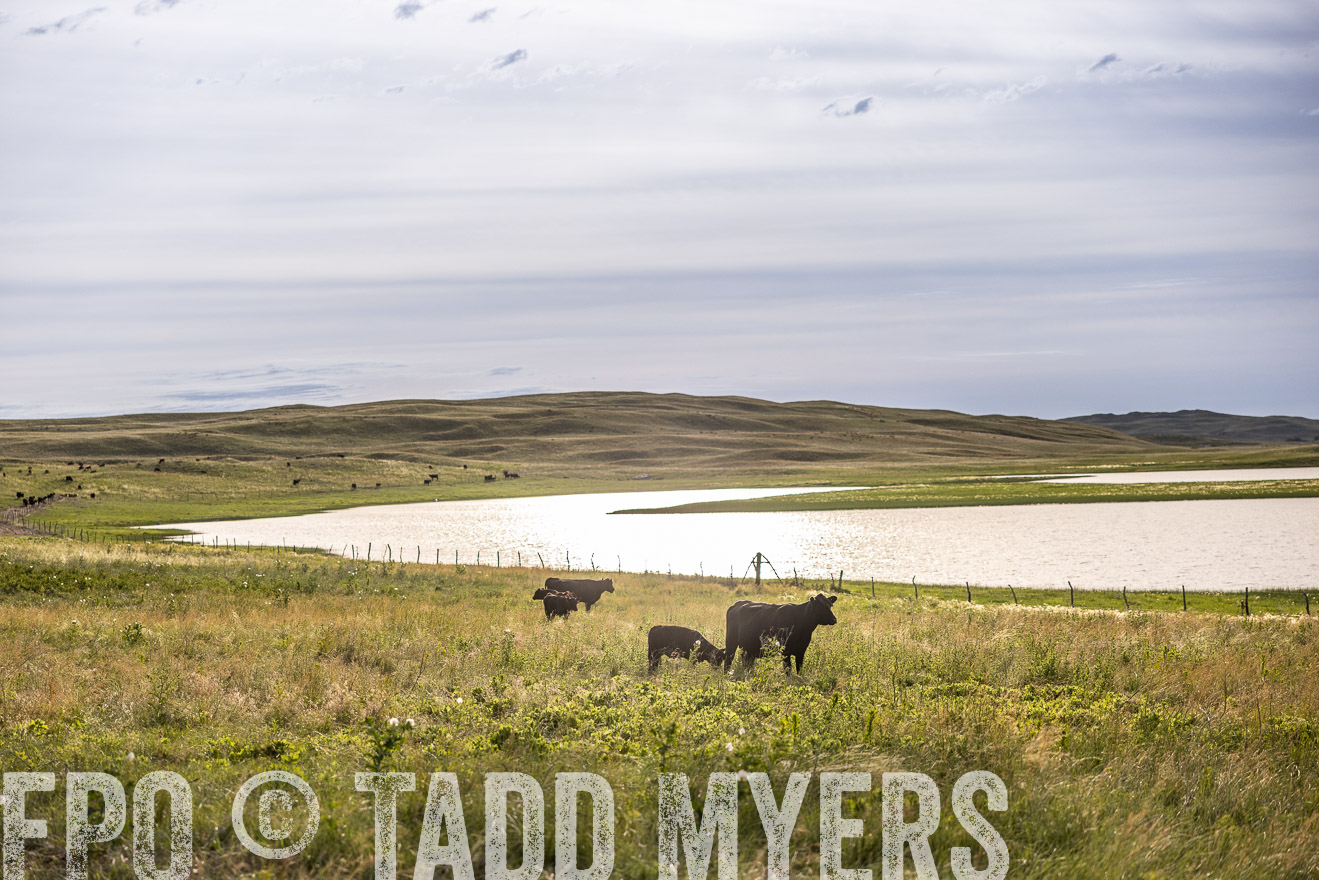 TMyers_PP_VintonRanch_Nebraska_June2024-519116