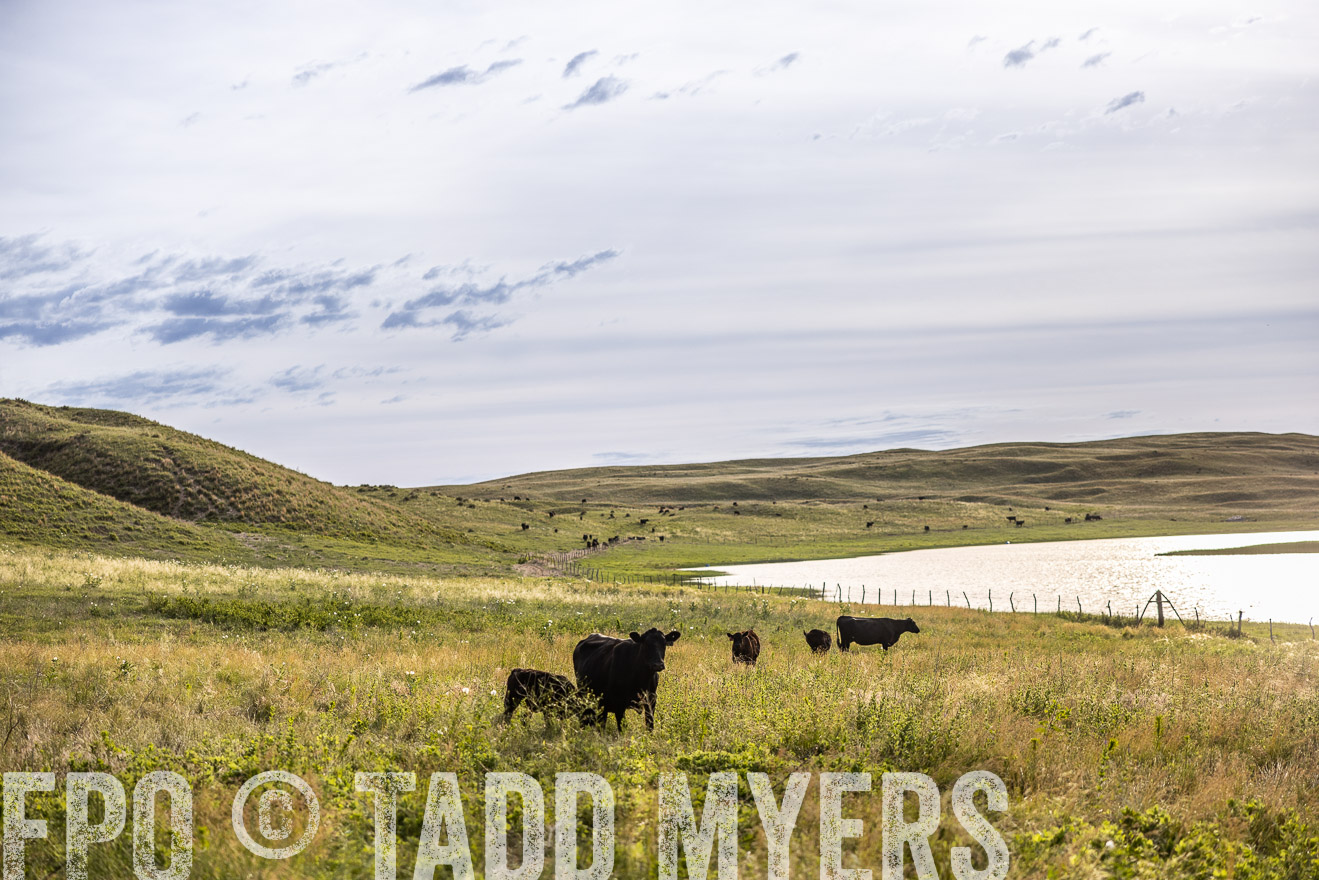 TMyers_PP_VintonRanch_Nebraska_June2024-519118