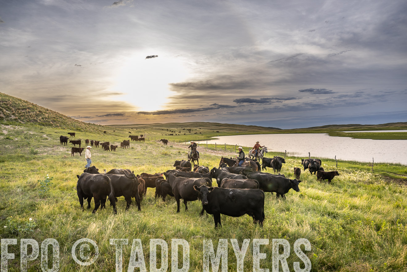 TMyers_PP_VintonRanch_Nebraska_June2024-524800