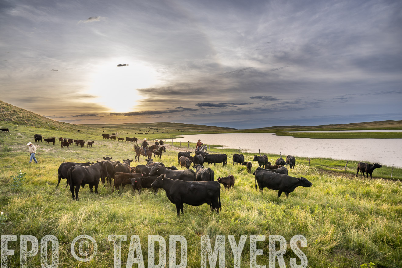 TMyers_PP_VintonRanch_Nebraska_June2024-524825