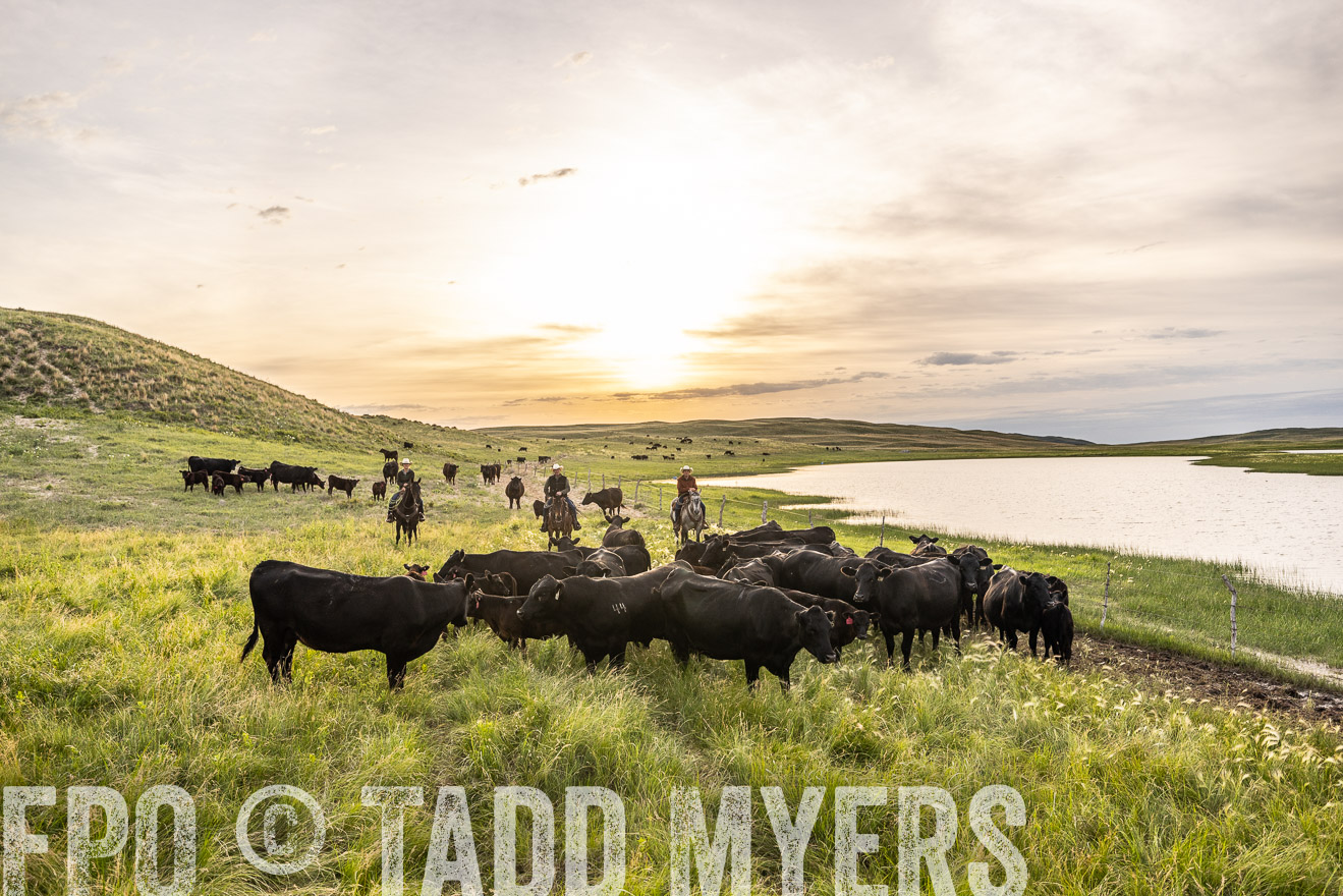 TMyers_PP_VintonRanch_Nebraska_June2024-524861