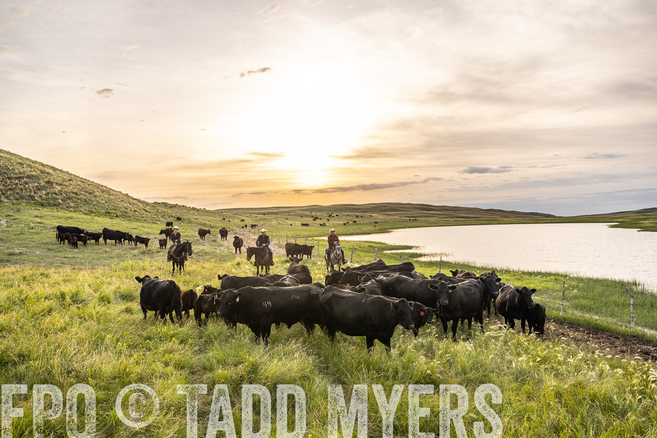 TMyers_PP_VintonRanch_Nebraska_June2024-524881