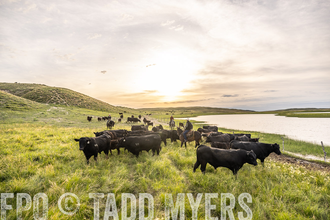 TMyers_PP_VintonRanch_Nebraska_June2024-524937