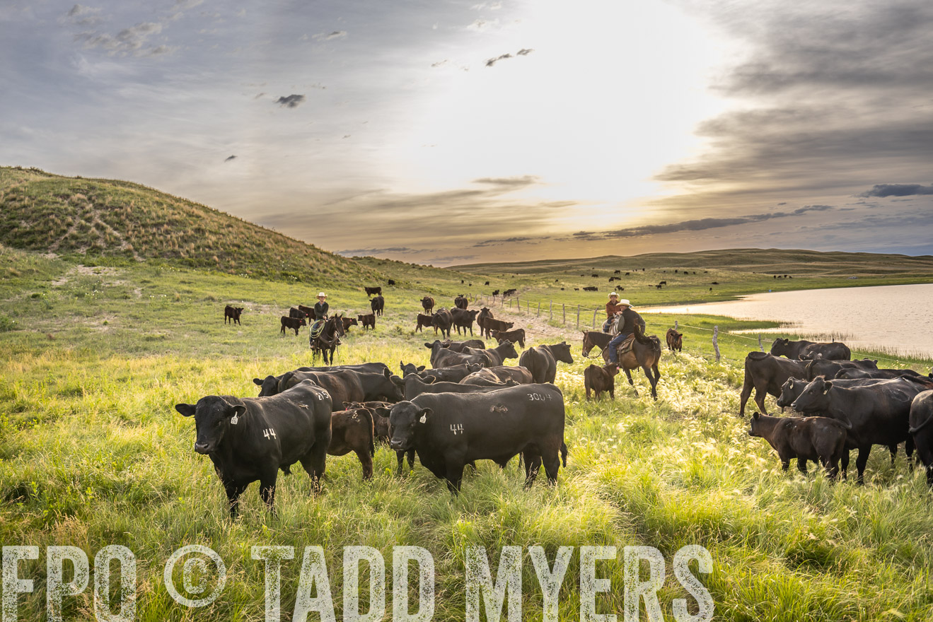 TMyers_PP_VintonRanch_Nebraska_June2024-524951