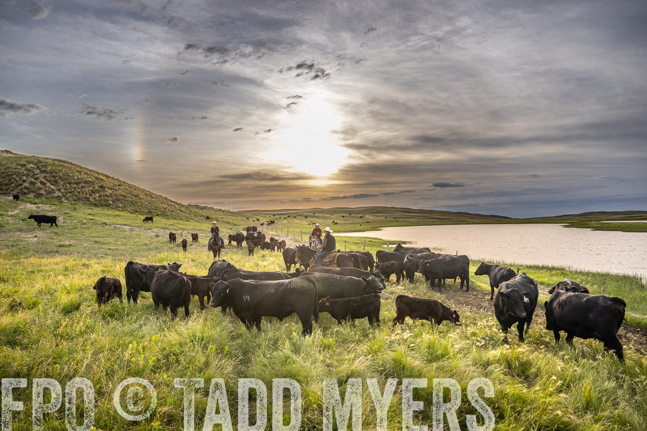 TMyers_PP_VintonRanch_Nebraska_June2024-524962