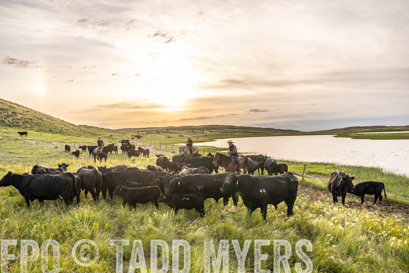 TMyers_PP_VintonRanch_Nebraska_June2024-525007