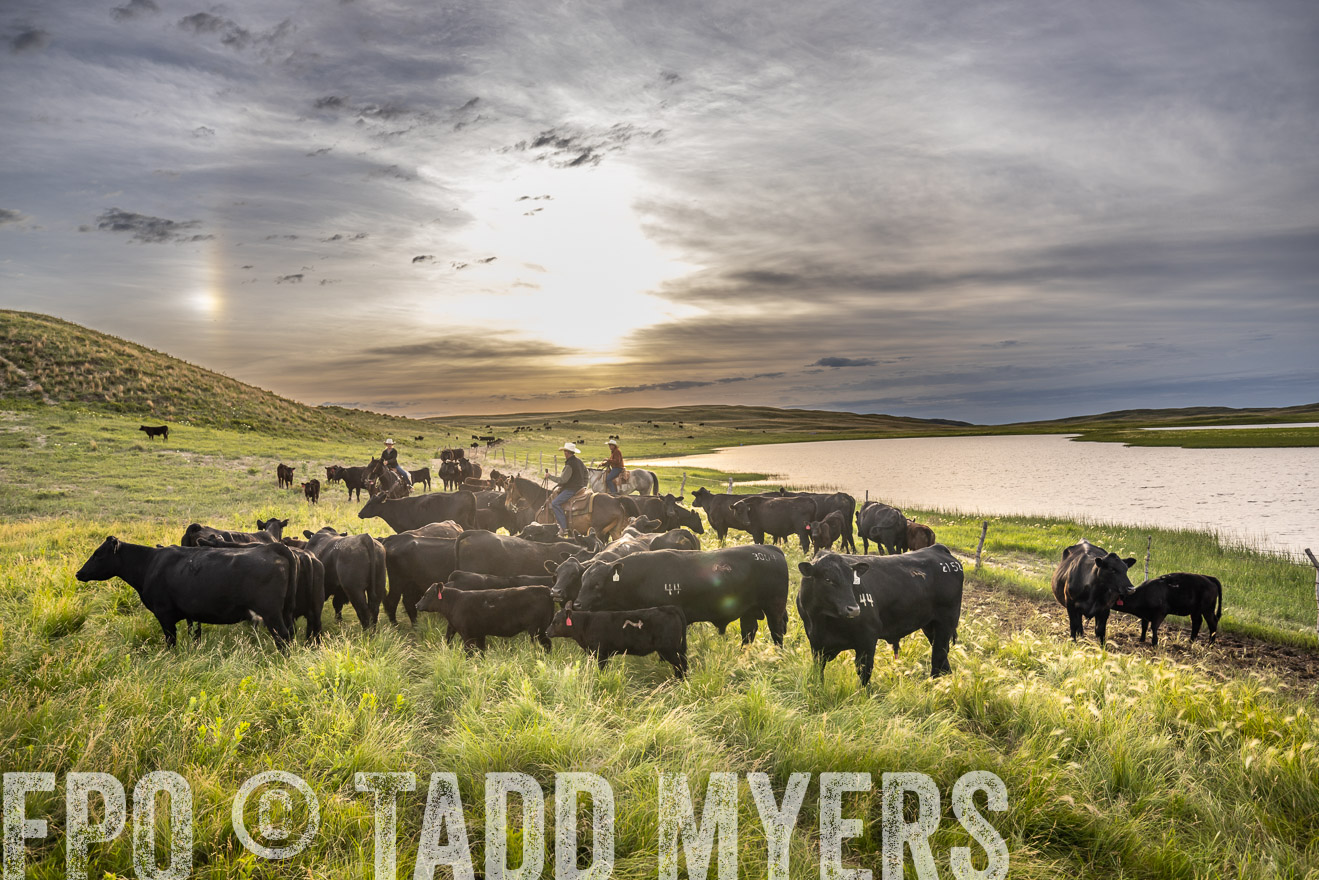 TMyers_PP_VintonRanch_Nebraska_June2024-525016