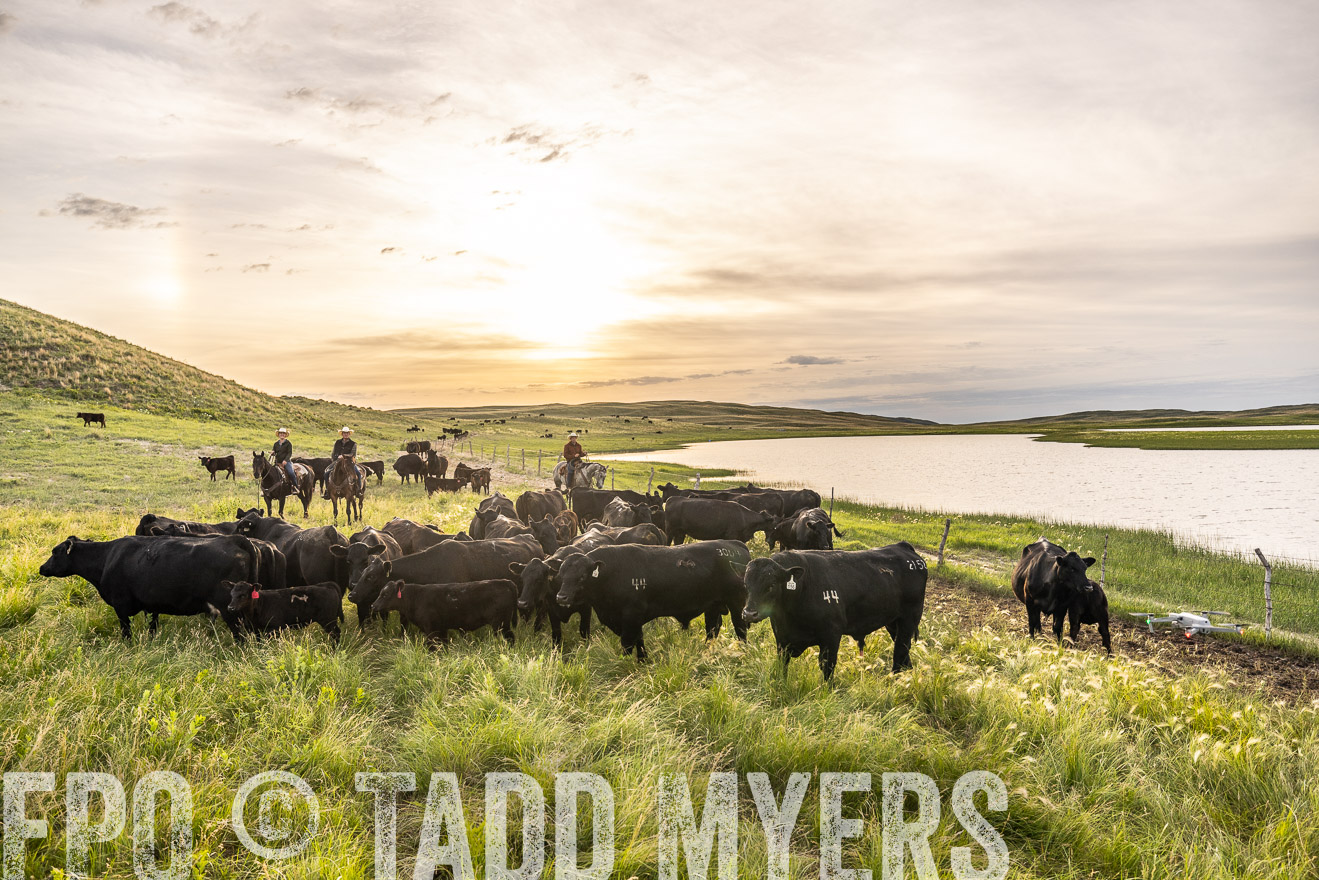 TMyers_PP_VintonRanch_Nebraska_June2024-525032