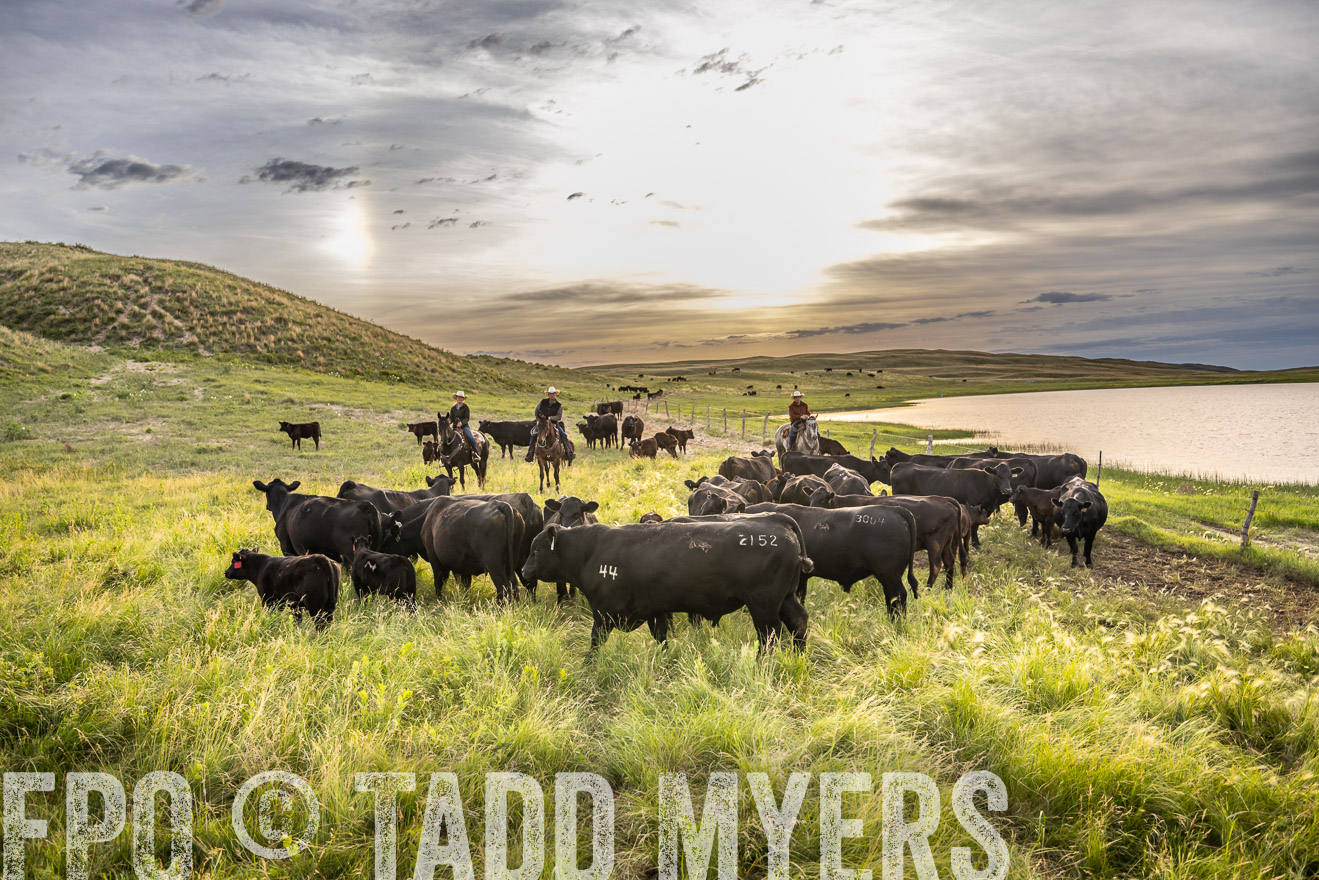 TMyers_PP_VintonRanch_Nebraska_June2024-525063