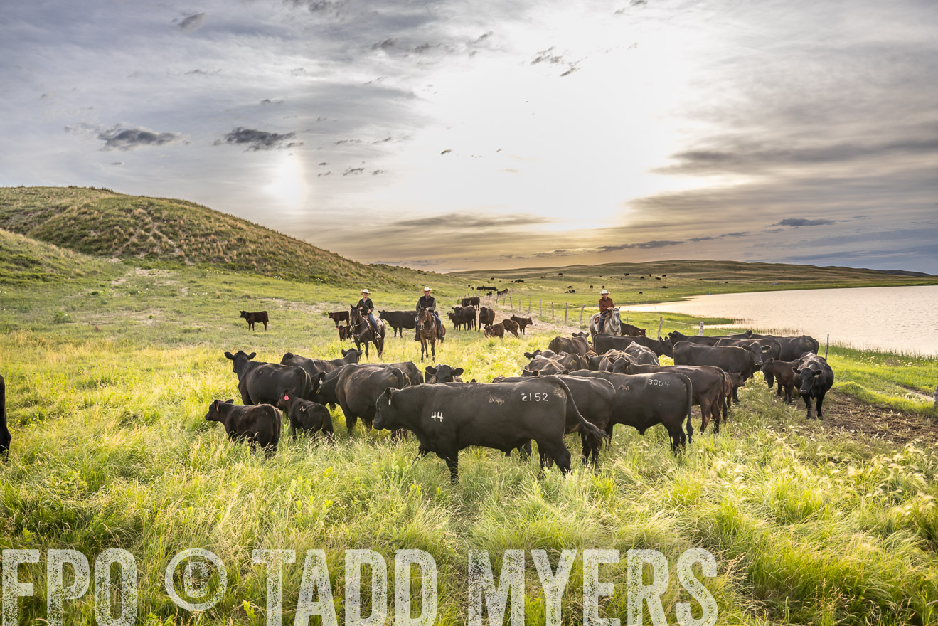 TMyers_PP_VintonRanch_Nebraska_June2024-525067