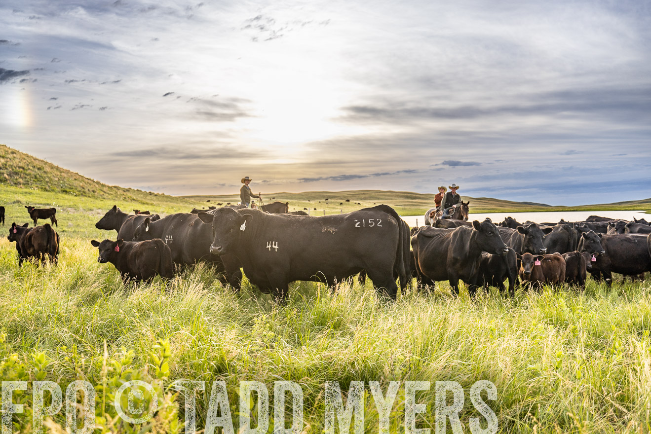TMyers_PP_VintonRanch_Nebraska_June2024-525082