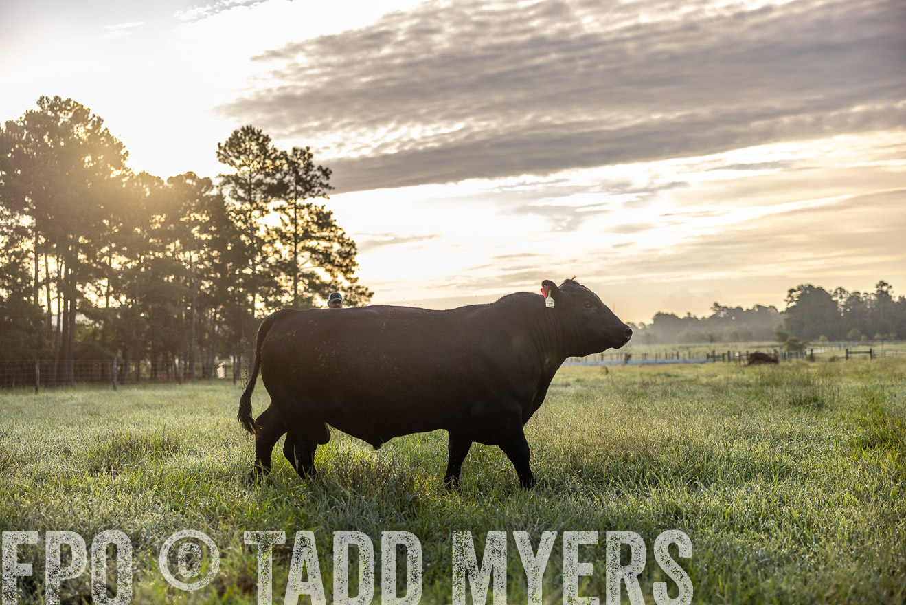 TMyers_PP_ChessieCreekFarm_Walterboro_July2024-510197