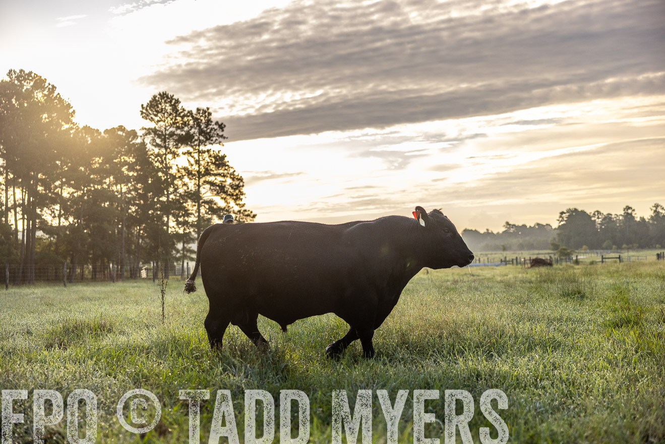 TMyers_PP_ChessieCreekFarm_Walterboro_July2024-510200