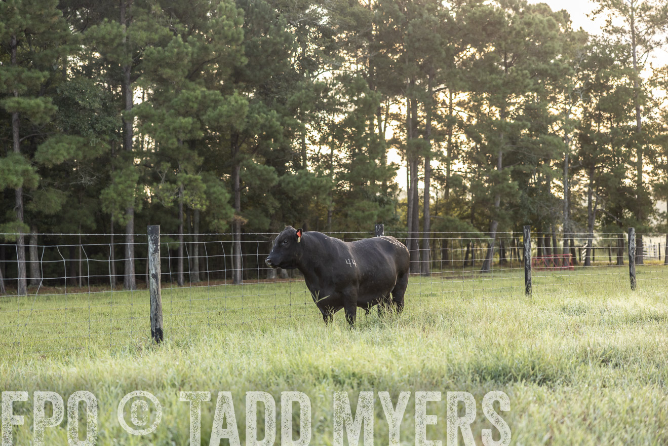 TMyers_PP_ChessieCreekFarm_Walterboro_July2024-510247