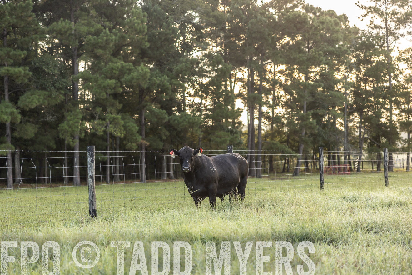 TMyers_PP_ChessieCreekFarm_Walterboro_July2024-510255