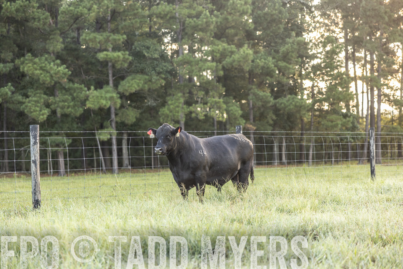 TMyers_PP_ChessieCreekFarm_Walterboro_July2024-510259