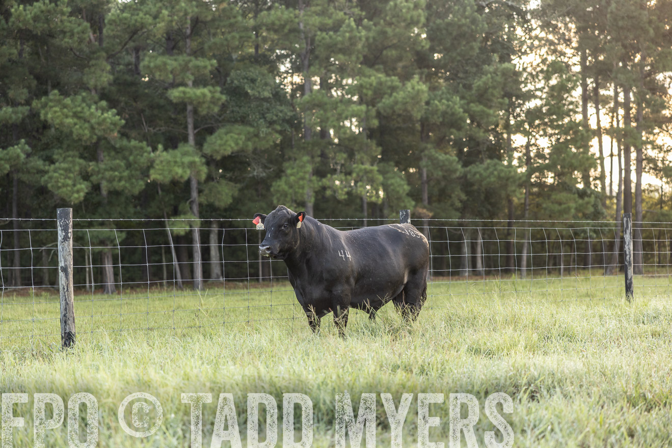 TMyers_PP_ChessieCreekFarm_Walterboro_July2024-510265
