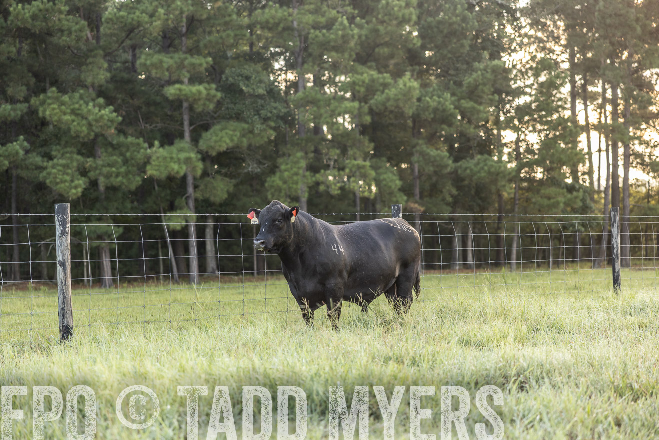 TMyers_PP_ChessieCreekFarm_Walterboro_July2024-510268