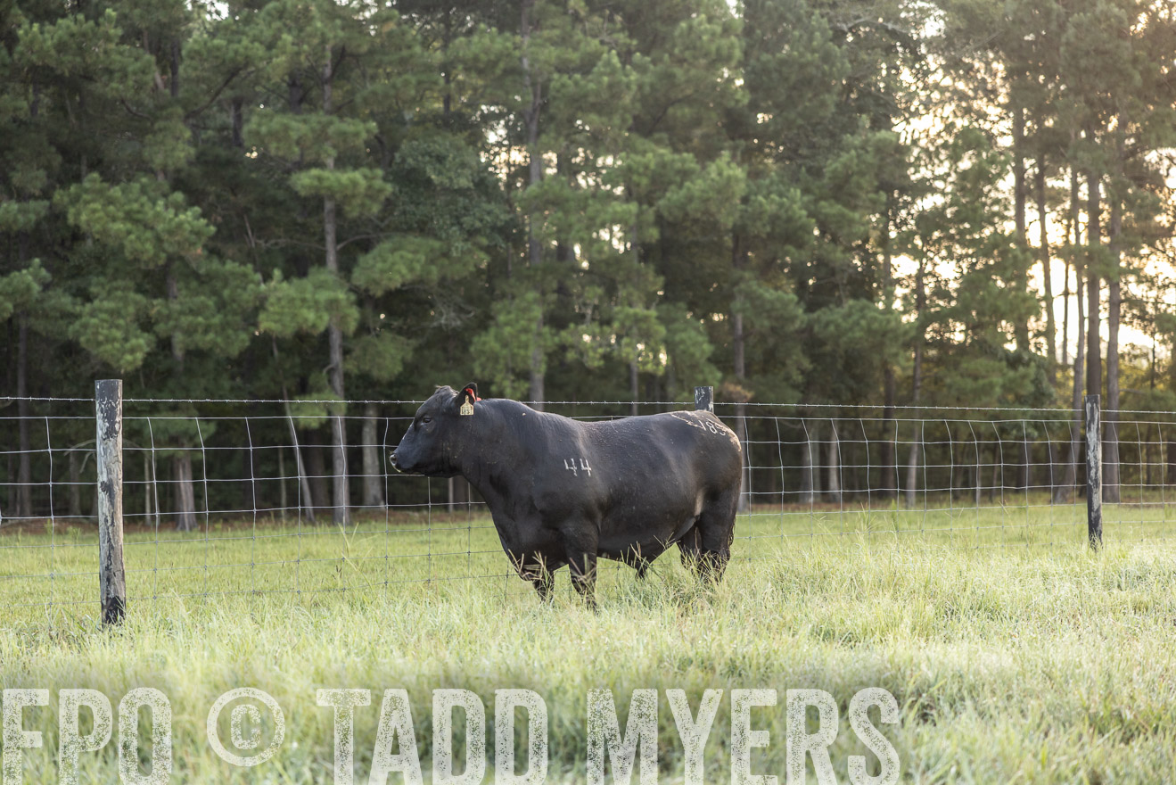 TMyers_PP_ChessieCreekFarm_Walterboro_July2024-510275