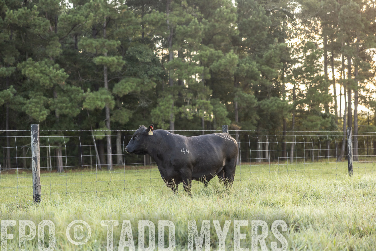TMyers_PP_ChessieCreekFarm_Walterboro_July2024-510276