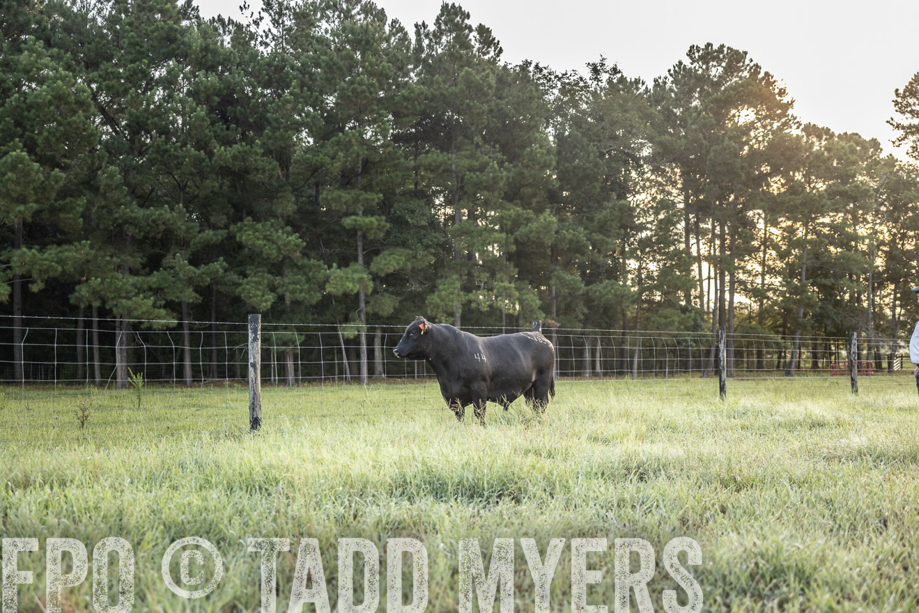 TMyers_PP_ChessieCreekFarm_Walterboro_July2024-510280