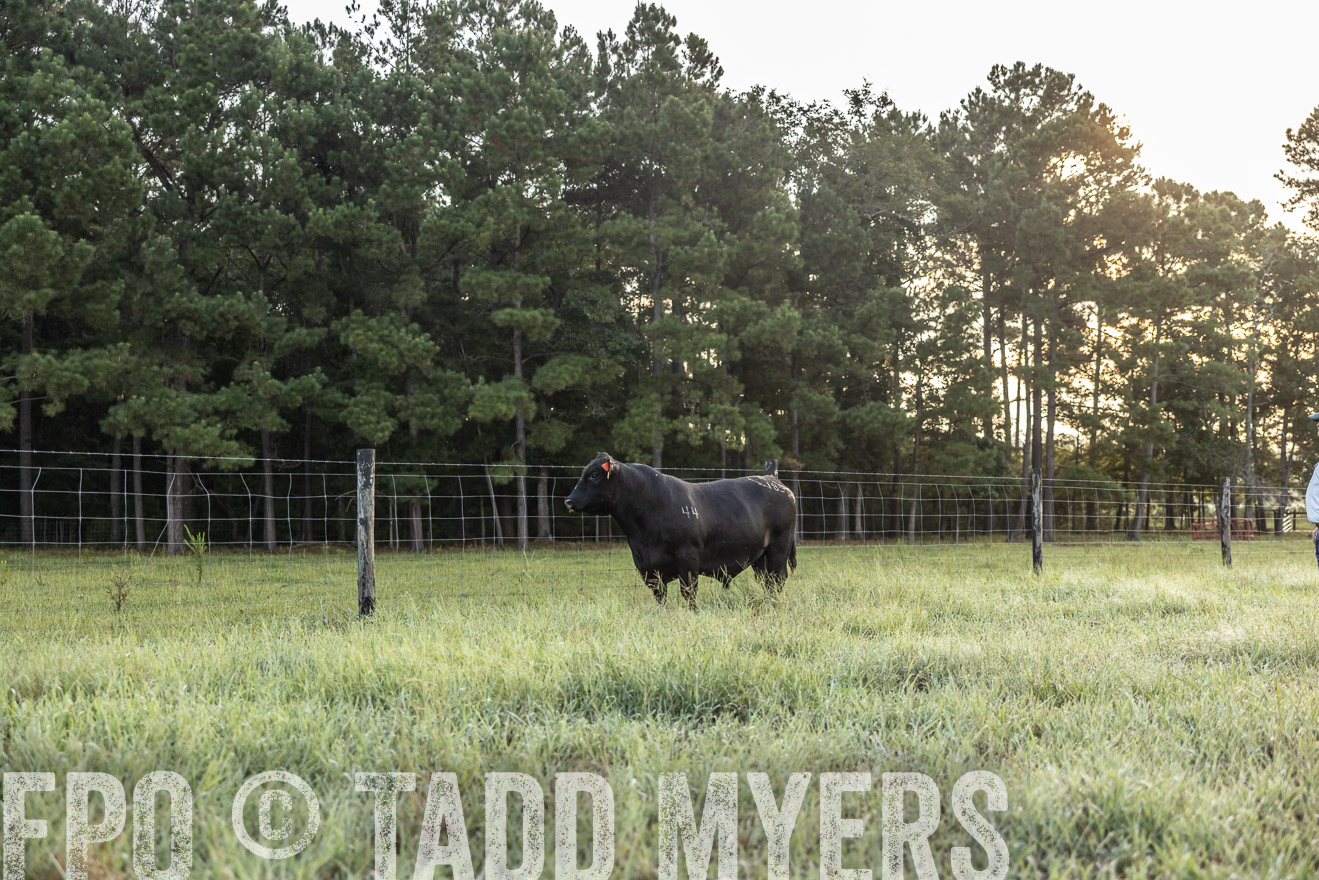 TMyers_PP_ChessieCreekFarm_Walterboro_July2024-510281
