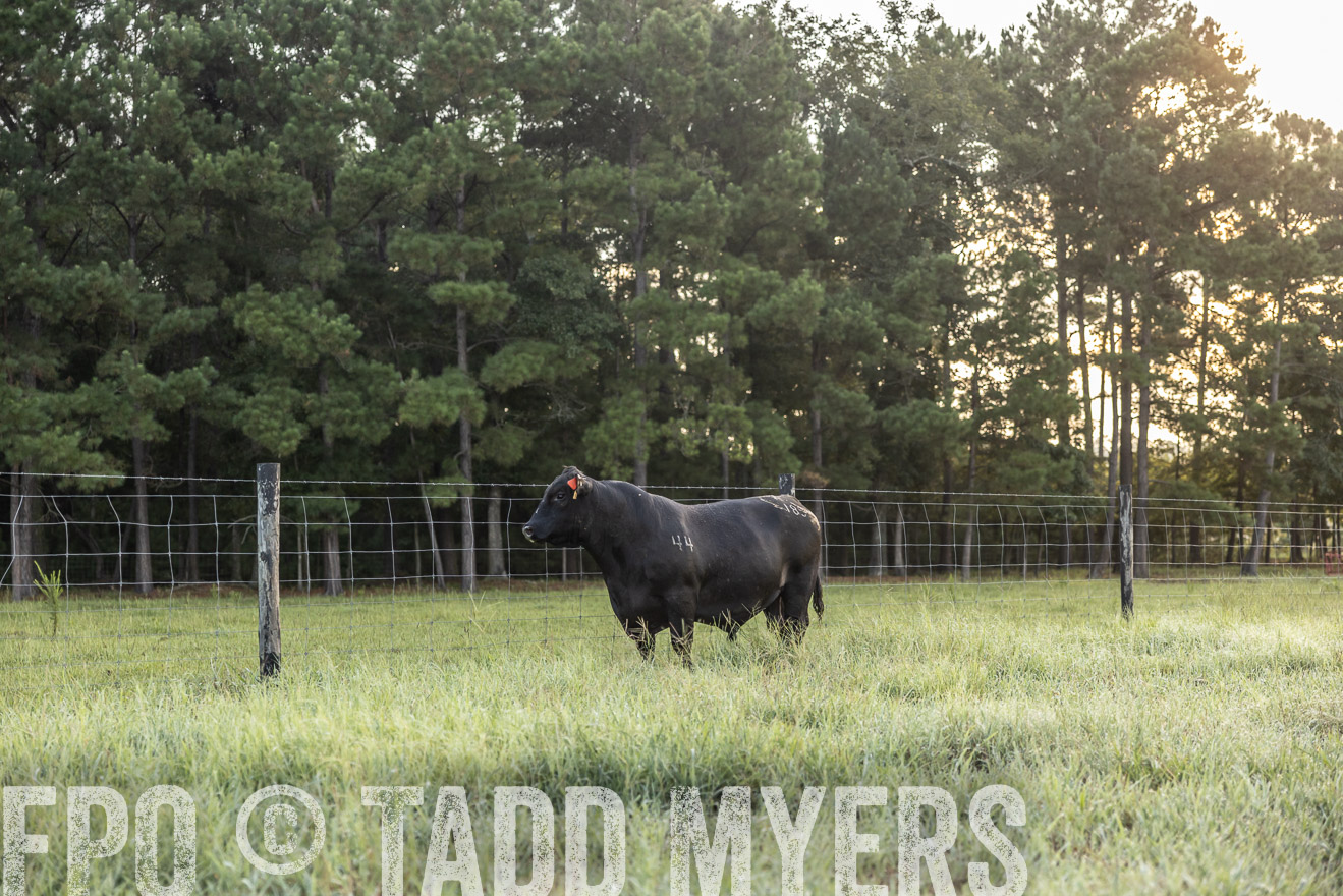 TMyers_PP_ChessieCreekFarm_Walterboro_July2024-510285
