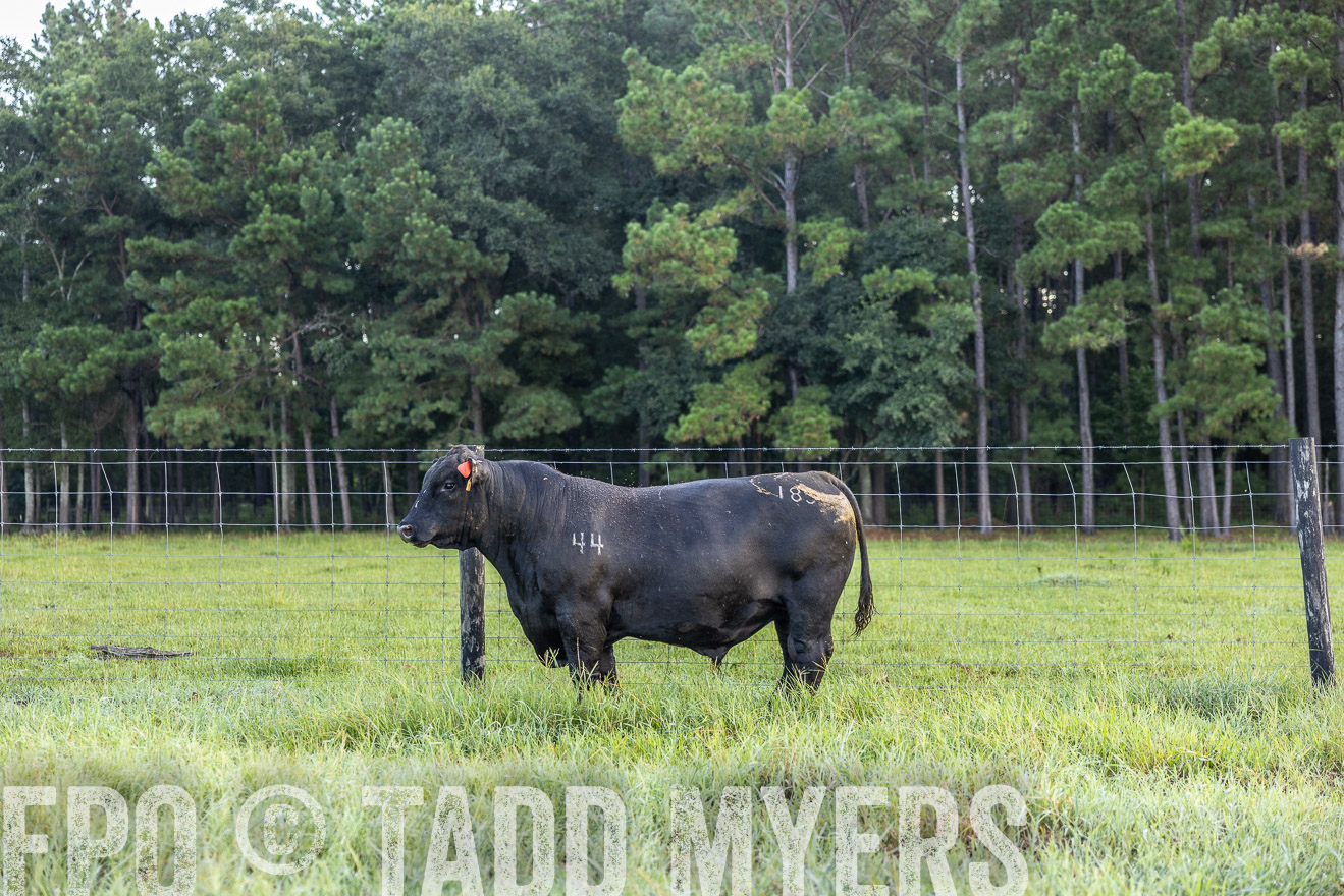 TMyers_PP_ChessieCreekFarm_Walterboro_July2024-510334