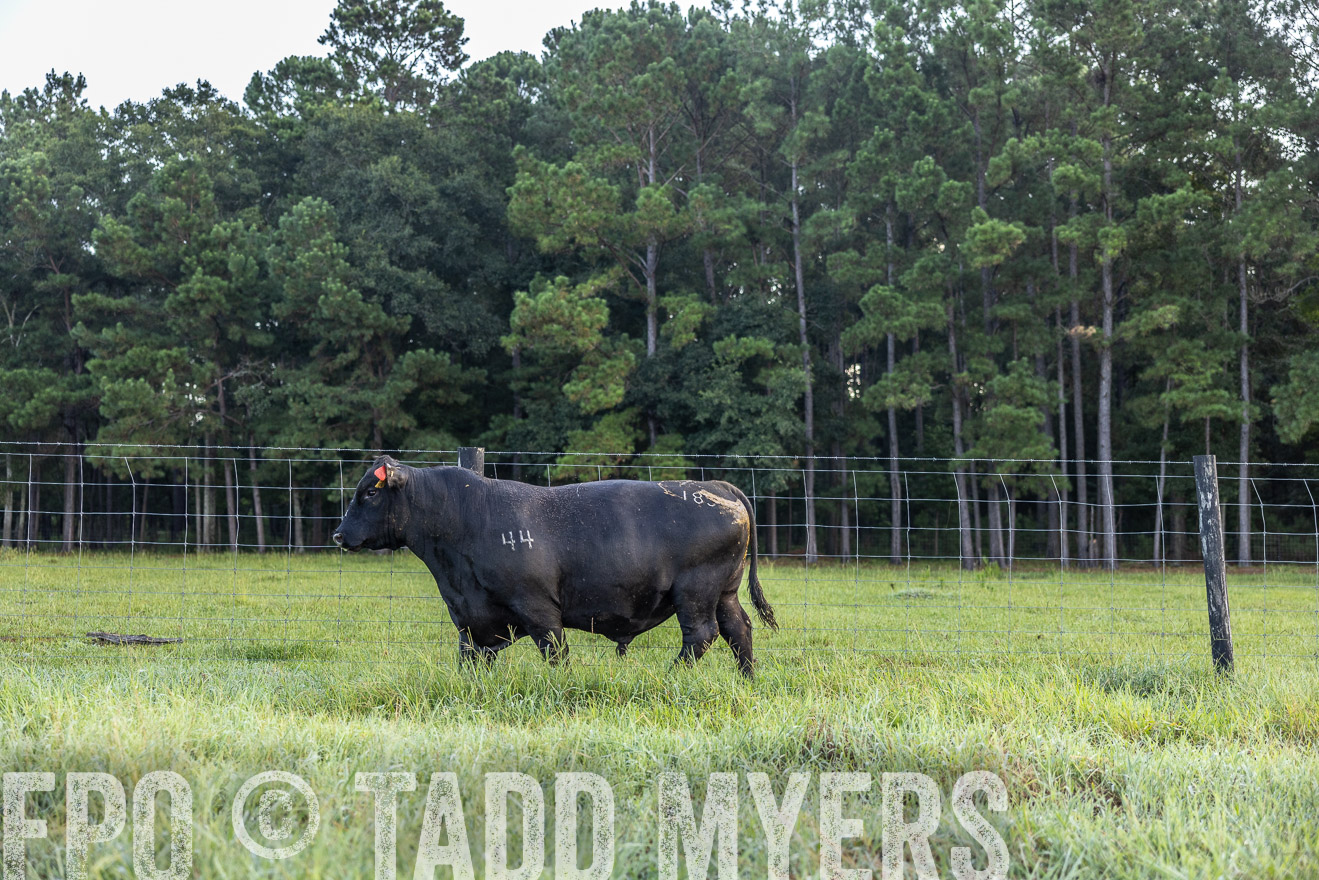TMyers_PP_ChessieCreekFarm_Walterboro_July2024-510349