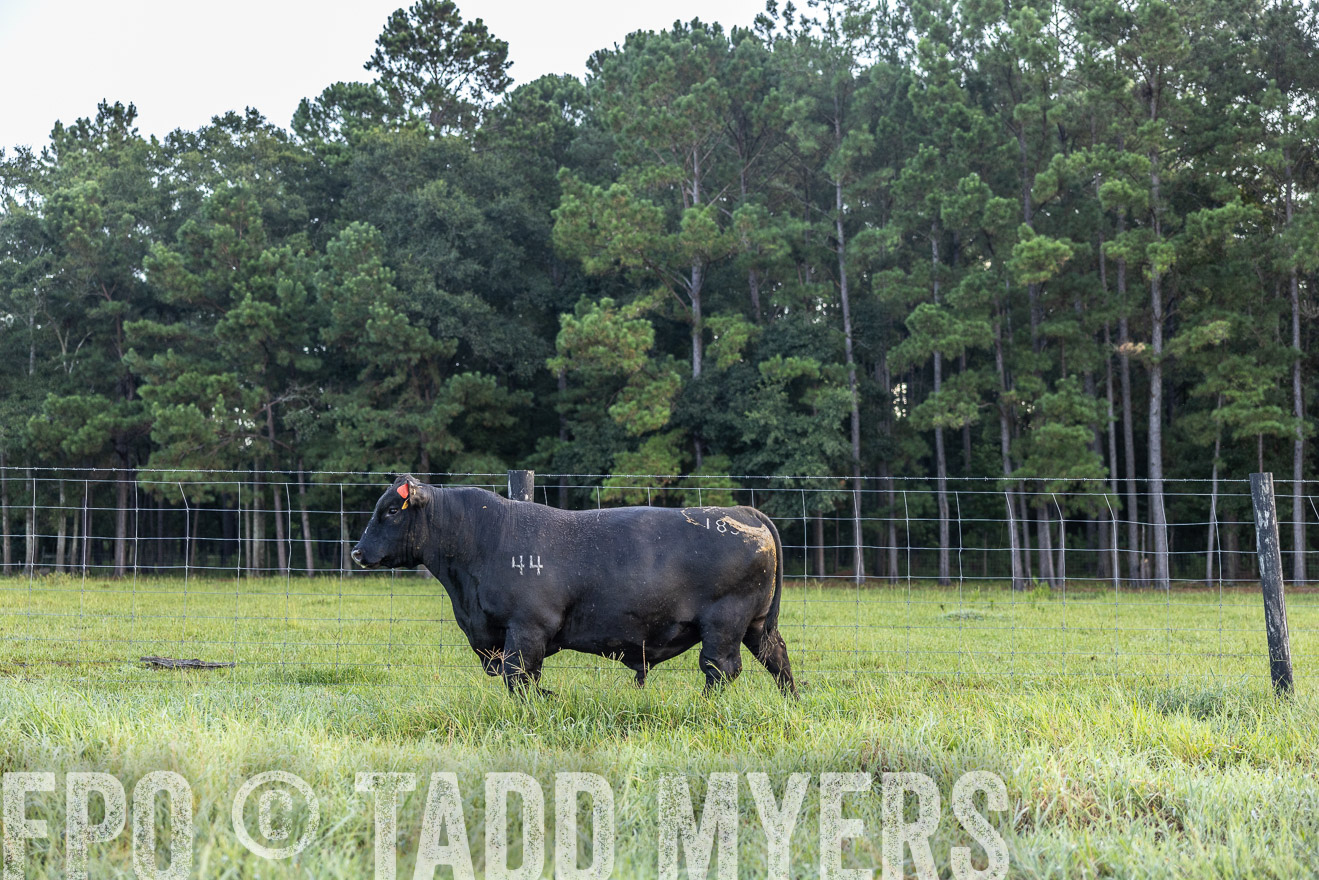 TMyers_PP_ChessieCreekFarm_Walterboro_July2024-510354