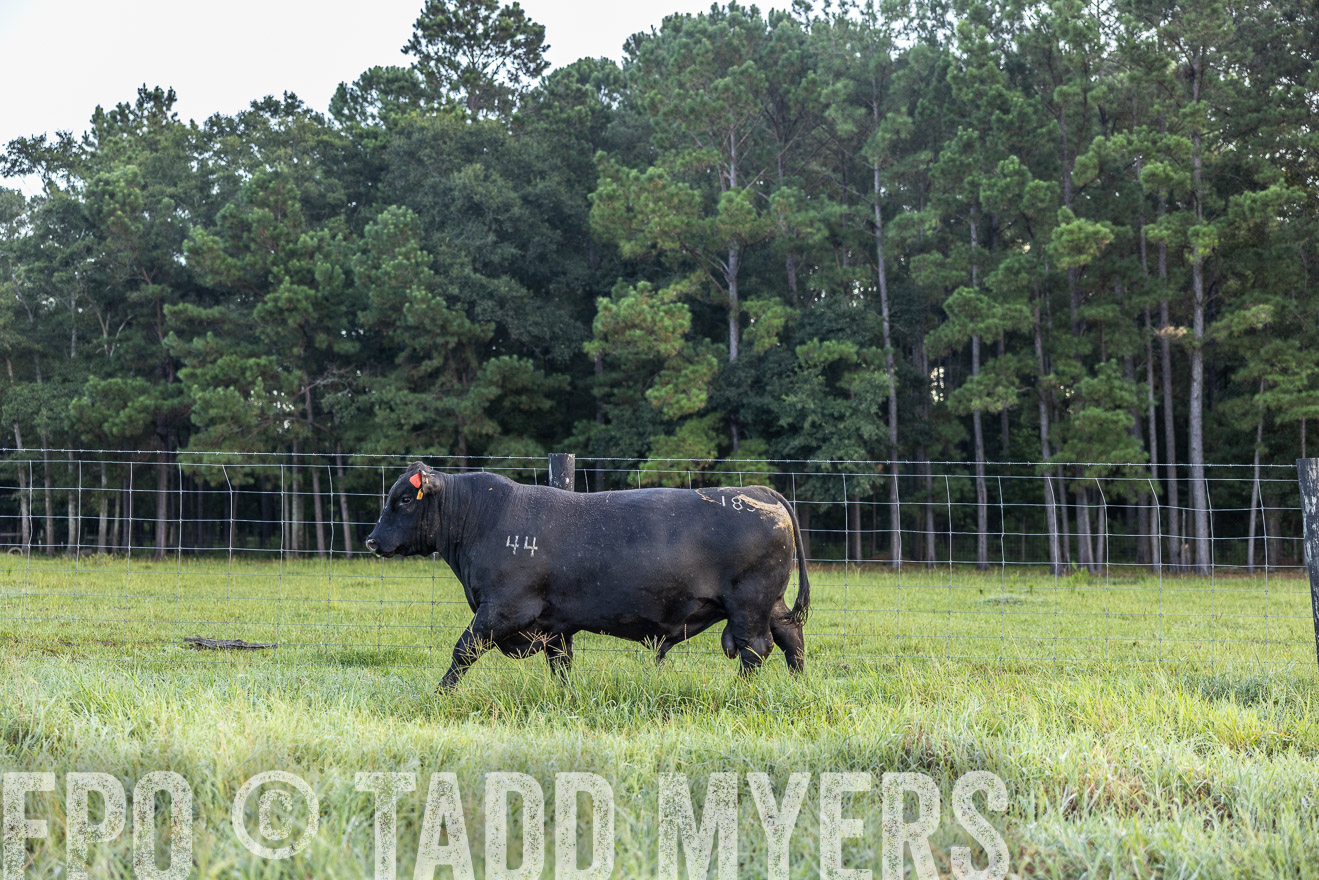 TMyers_PP_ChessieCreekFarm_Walterboro_July2024-510358