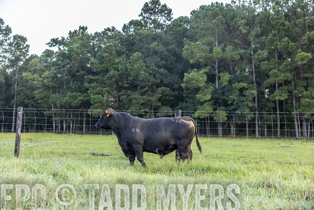 TMyers_PP_ChessieCreekFarm_Walterboro_July2024-510369
