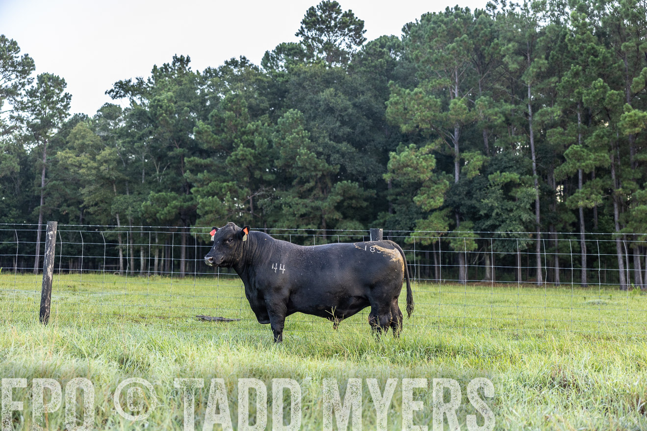 TMyers_PP_ChessieCreekFarm_Walterboro_July2024-510373