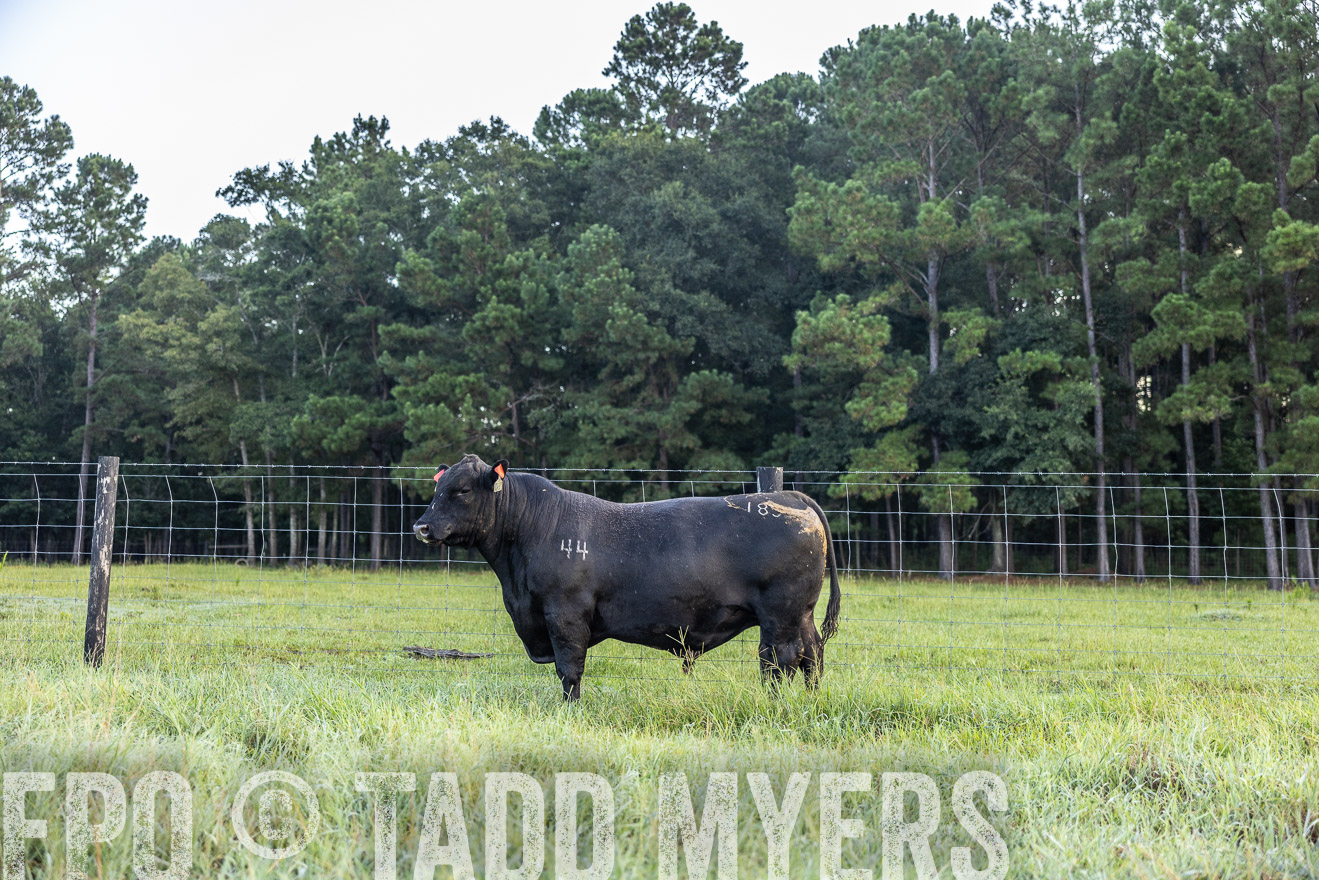 TMyers_PP_ChessieCreekFarm_Walterboro_July2024-510376