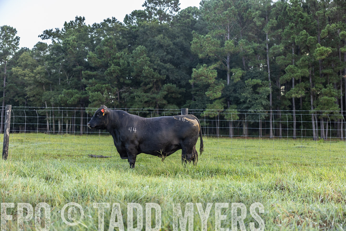 TMyers_PP_ChessieCreekFarm_Walterboro_July2024-510381