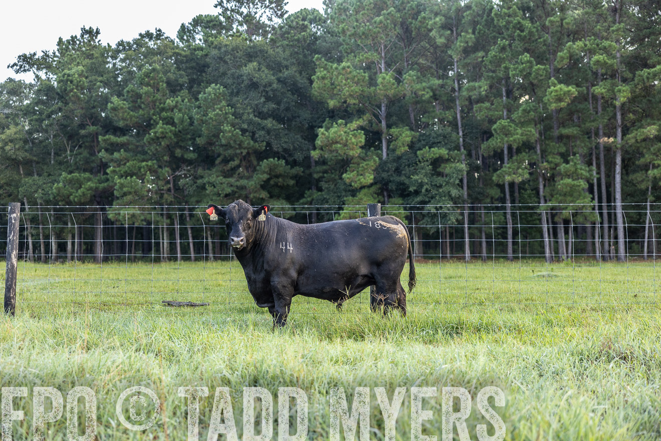 TMyers_PP_ChessieCreekFarm_Walterboro_July2024-510383
