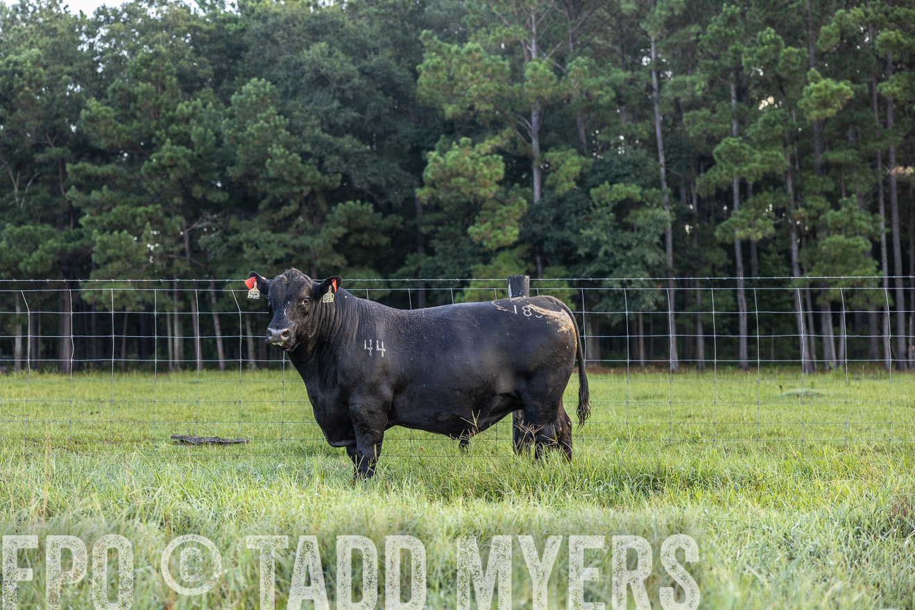 TMyers_PP_ChessieCreekFarm_Walterboro_July2024-510387