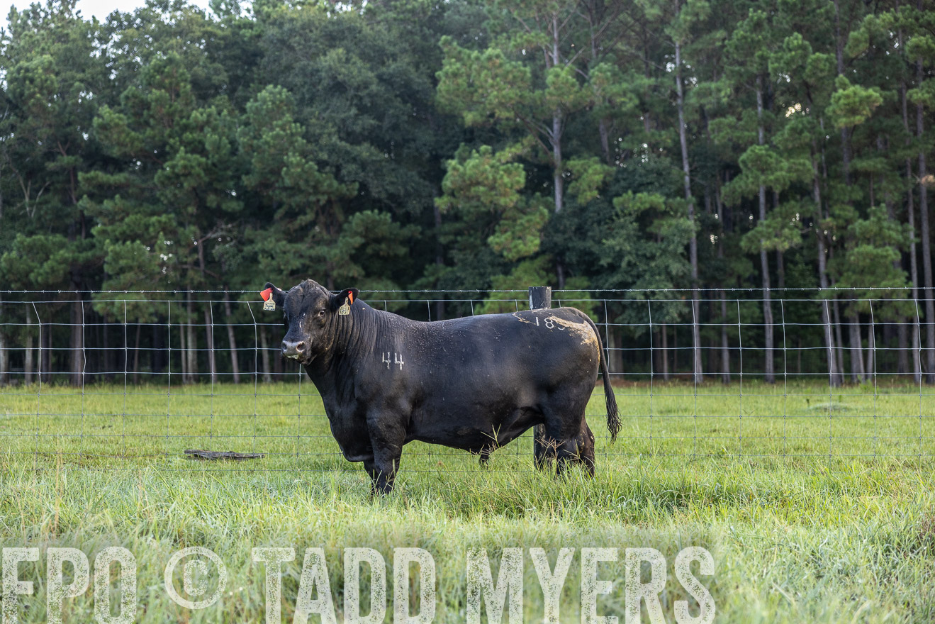 TMyers_PP_ChessieCreekFarm_Walterboro_July2024-510392