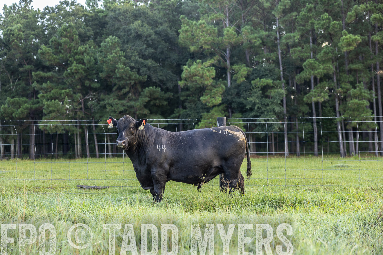 TMyers_PP_ChessieCreekFarm_Walterboro_July2024-510395
