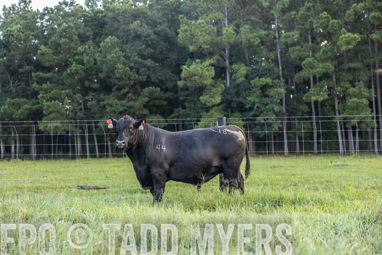 TMyers_PP_ChessieCreekFarm_Walterboro_July2024-510397