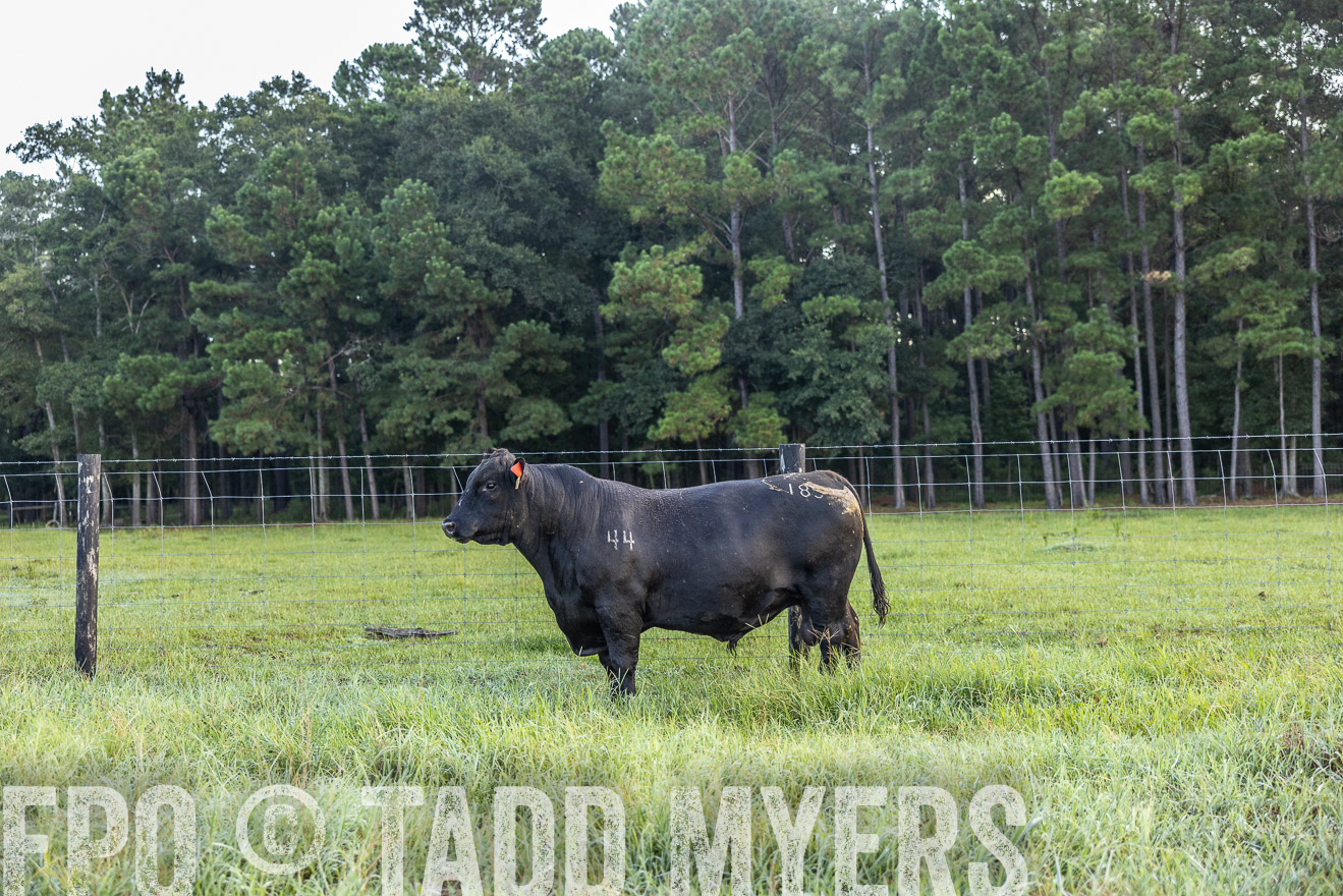 TMyers_PP_ChessieCreekFarm_Walterboro_July2024-510408