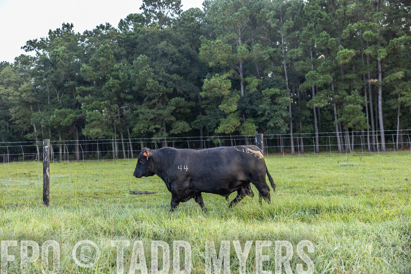 TMyers_PP_ChessieCreekFarm_Walterboro_July2024-510410