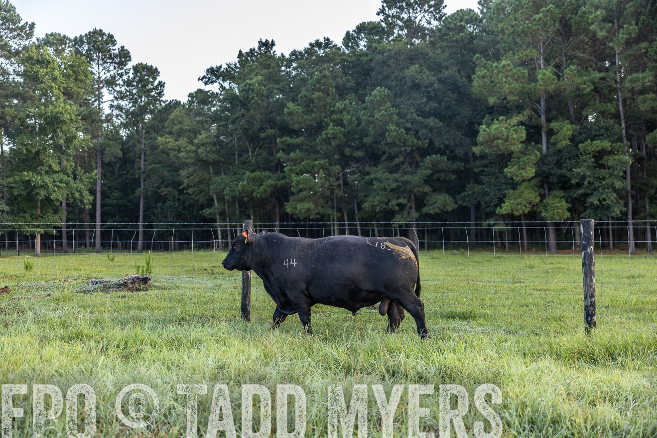 TMyers_PP_ChessieCreekFarm_Walterboro_July2024-510426
