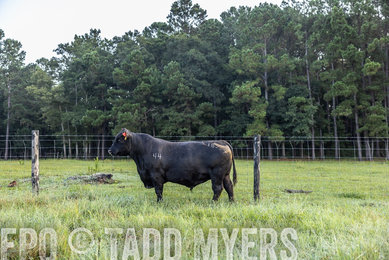 TMyers_PP_ChessieCreekFarm_Walterboro_July2024-510434