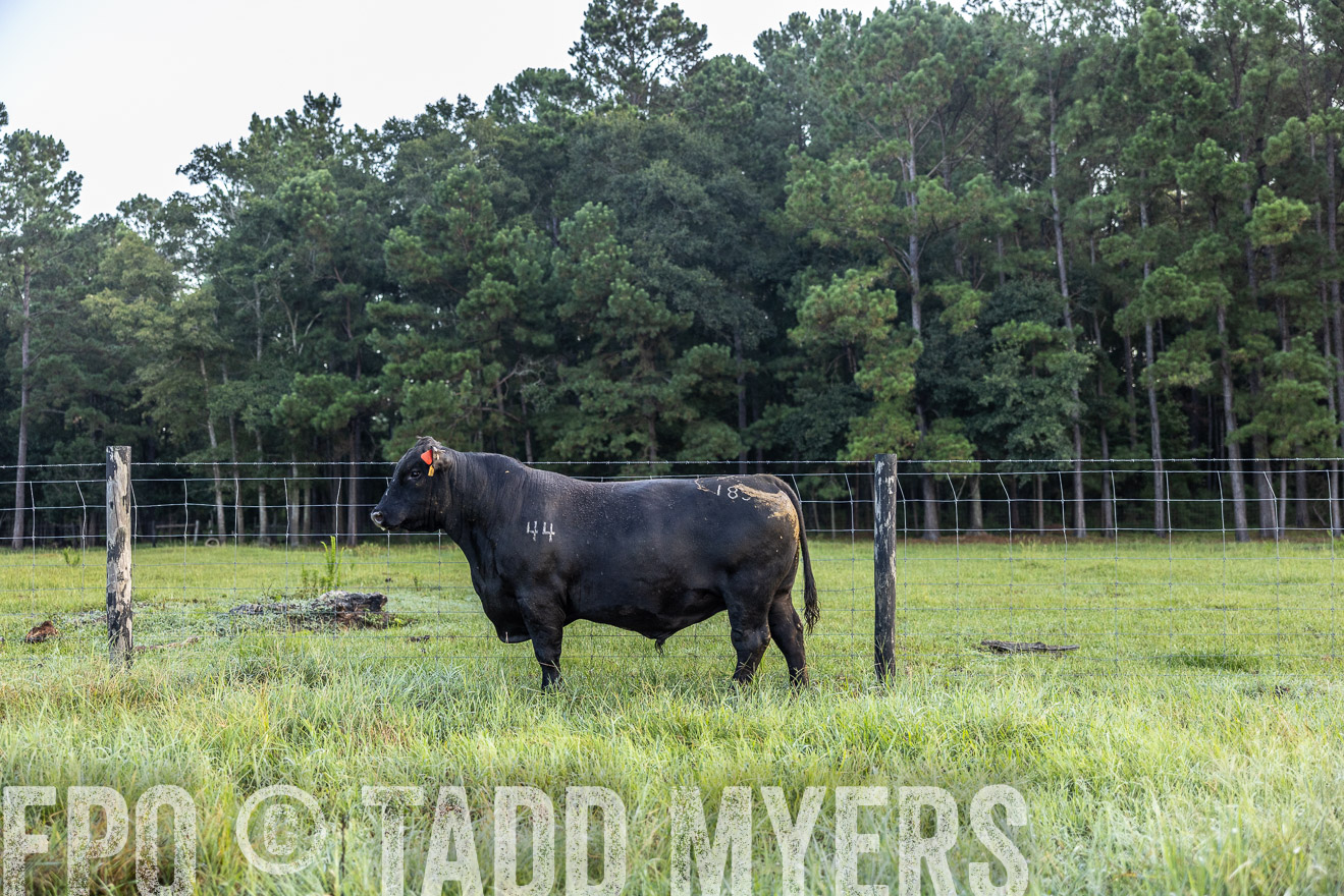 TMyers_PP_ChessieCreekFarm_Walterboro_July2024-510438